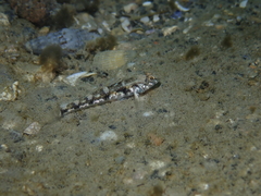 Pomatoschistus pictus