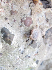 Polygyra