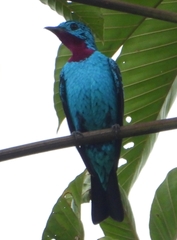 Cotinga cayana