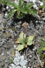 Micranthes rhomboidea