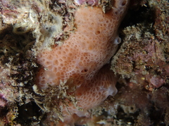 Hemimycale columella