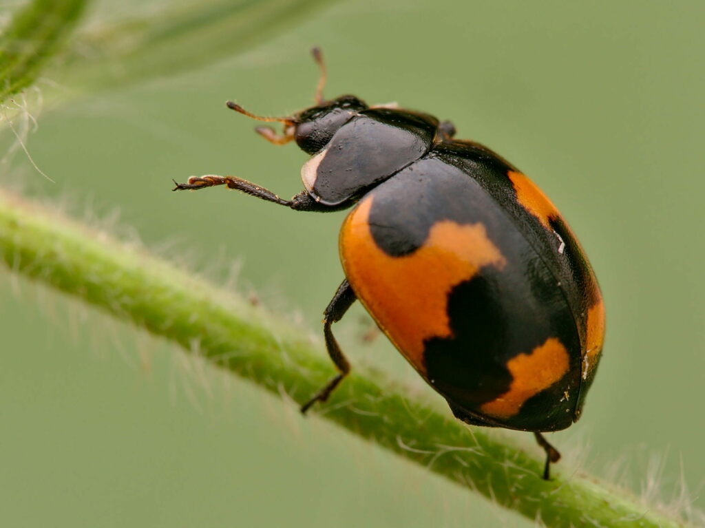 Ceratomegilla alpina