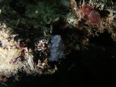 Phallusia mammillata