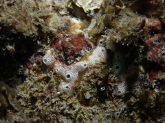 Lissoclinum perforatum