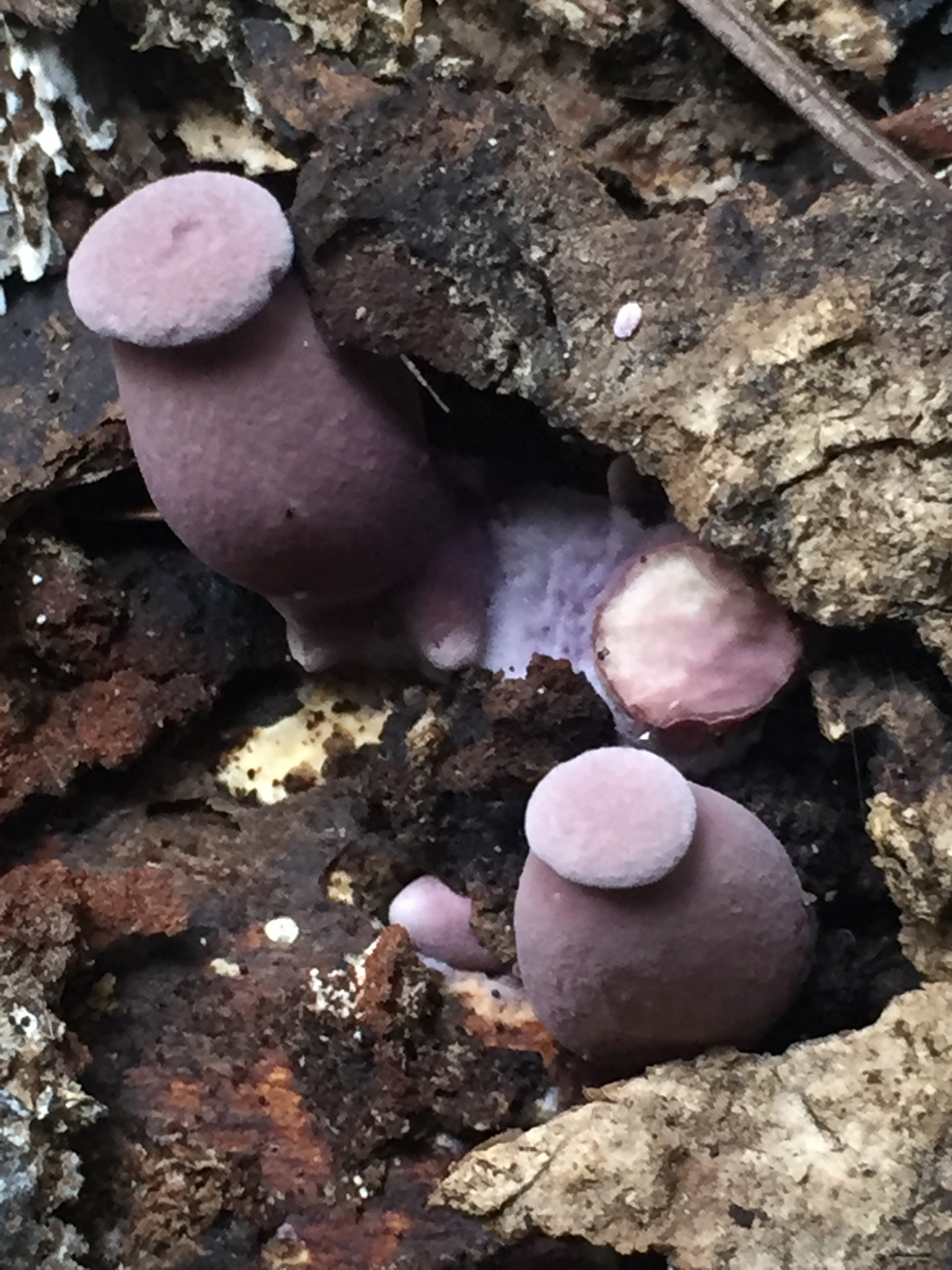 Panus conchatus image