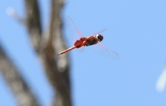 Tramea stenoloba