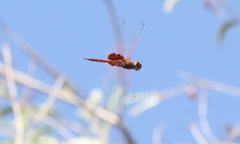 Tramea stenoloba