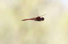 Tramea stenoloba