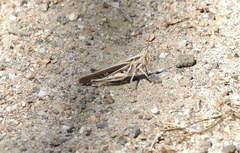 Froggattina australis