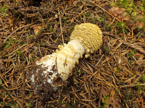 Amanita regalis image