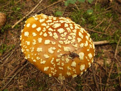 Royal fly agaric