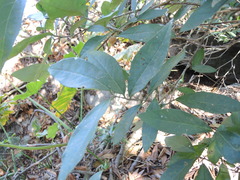 Bunchosia caroli