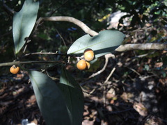 Bunchosia caroli