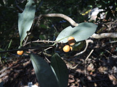 Bunchosia caroli