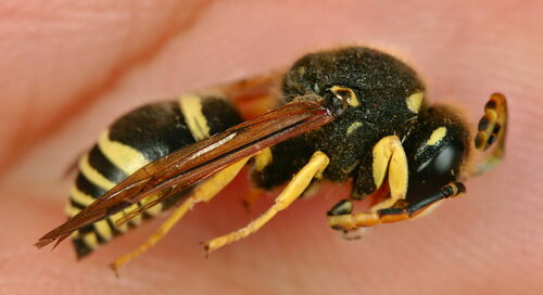 Paragymnomerus spiricornis
