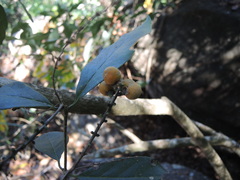 Bunchosia caroli