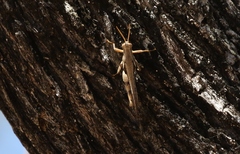 Stenocatantops angustifrons