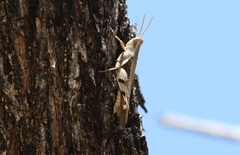 Stenocatantops angustifrons