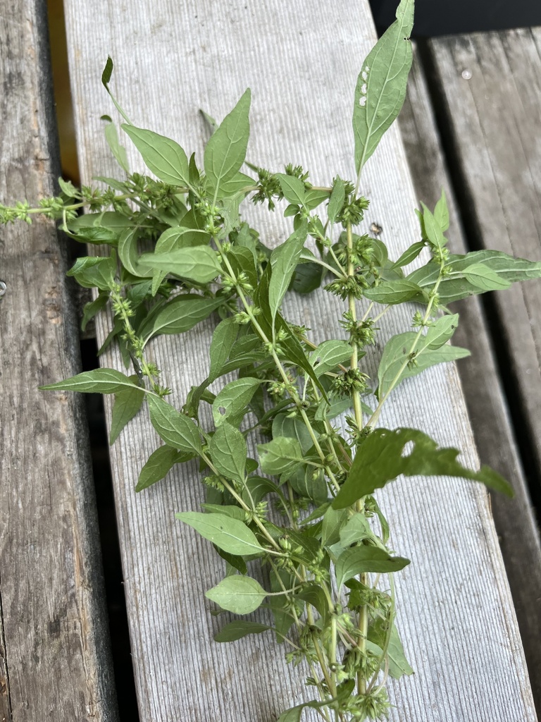 Pennsylvania pellitory in August 2023 by chris_syrett · iNaturalist