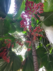 Arecaceae