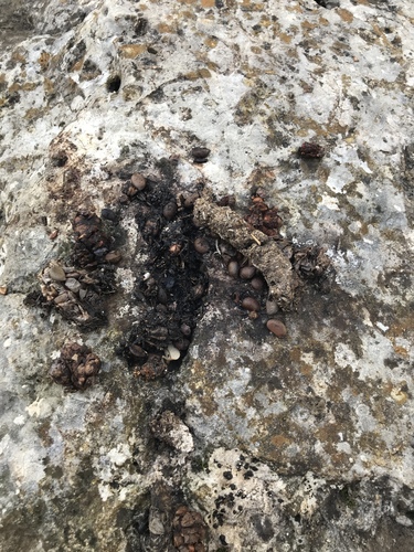 Bassariscus astutus
