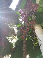 Arecaceae