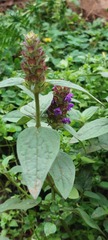 Prunella vulgaris image