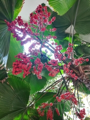 Arecaceae