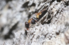 Opisthopsis respiciens