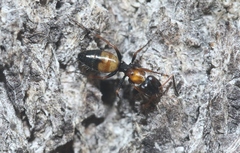 Opisthopsis respiciens