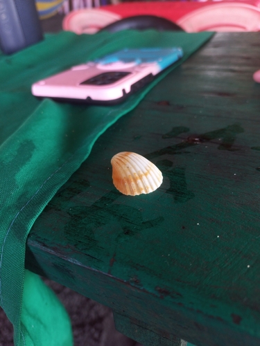 Mexicardia procera
