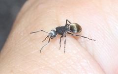 Polyrhachis senilis