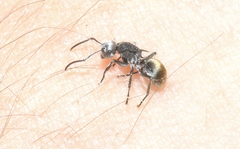 Polyrhachis senilis