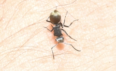 Polyrhachis senilis