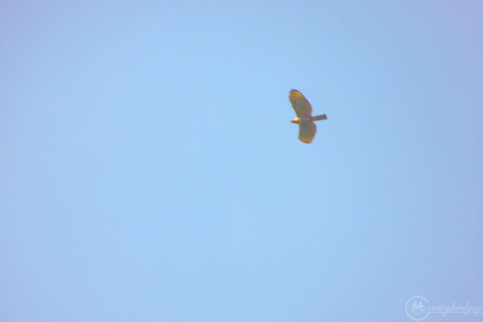 Javan Hawk-Eagle (Nisaetus bartelsi), photo 7