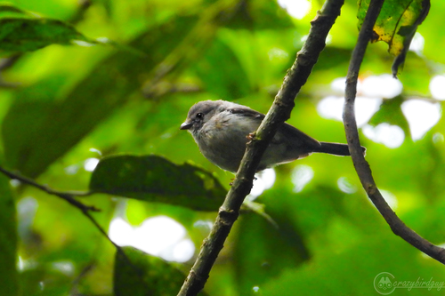 Pygmy Bushtit (Aegithalos exilis), photo 8