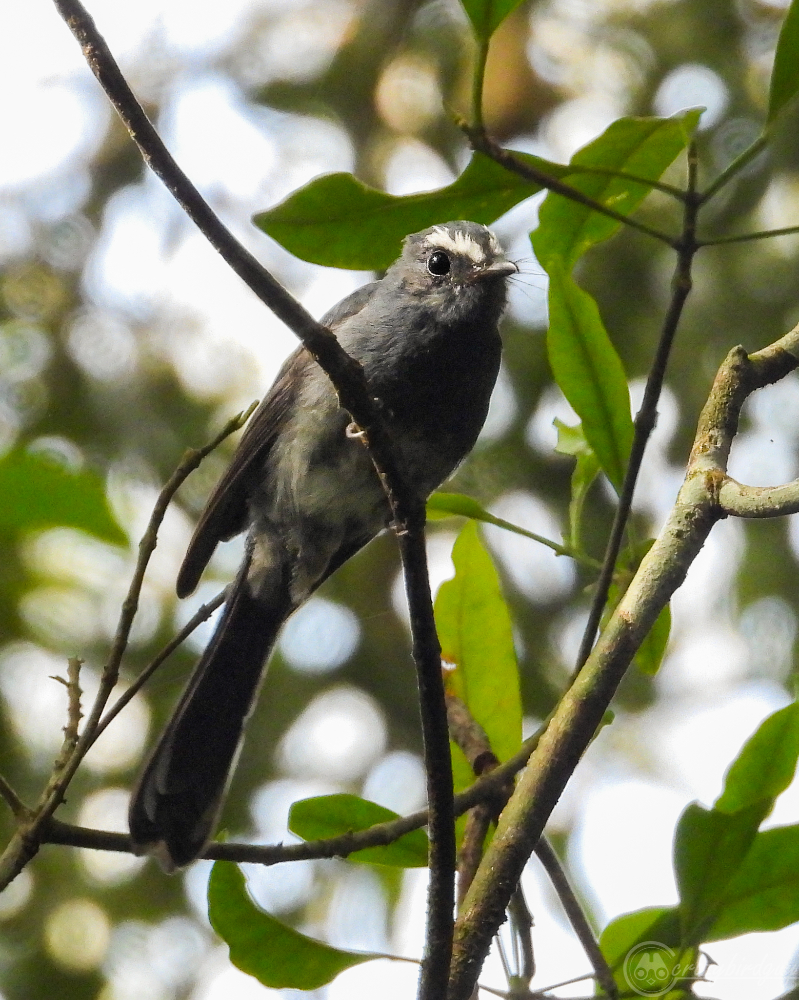 White-bellied Fantail (Rhipidura euryura), photo 2
