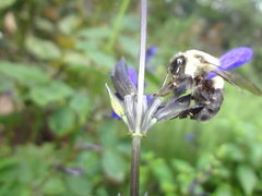 Bombus impatiens