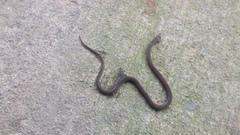 Tantilla melanocephala