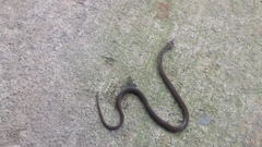 Tantilla melanocephala