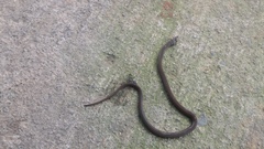 Tantilla melanocephala