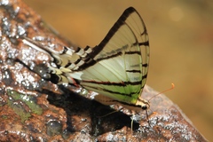 Protesilaus telesilaus