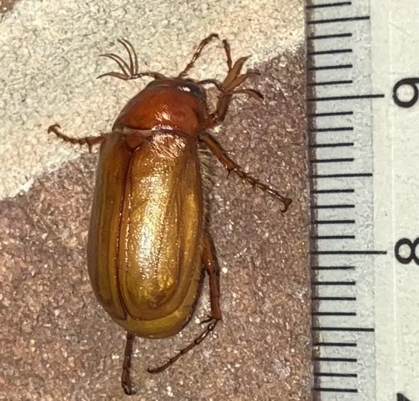 Phyllophaga obsoleta