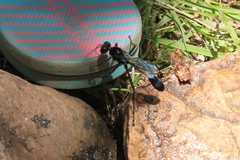 Eremnophila