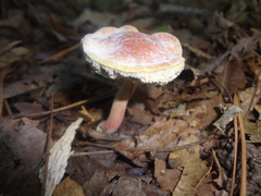 Hortiboletus campestris