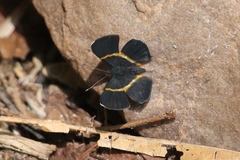 Parcella amarynthina