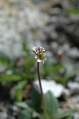 Micranthes rhomboidea