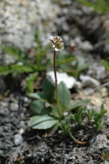 Micranthes rhomboidea