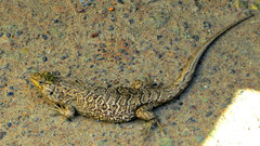 Liolaemus bellii