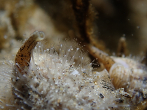Hydractiniidae
